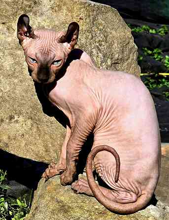 Сфинкс. Вязка Донецк