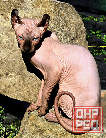 Сфинкс. Вязка Донецк - изображение 1