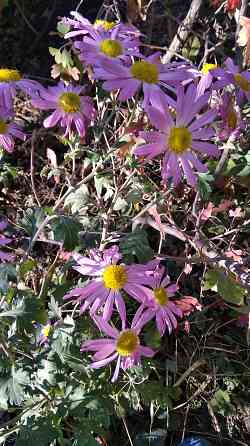 хризантема корейская дубки многолетняя Донецк