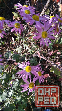 хризантема корейская дубки многолетняя Донецк - изображение 2