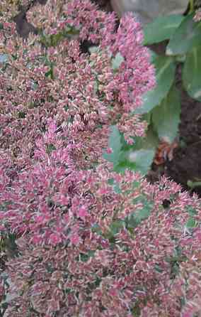 Седум Очиток видный многолетний Донецк