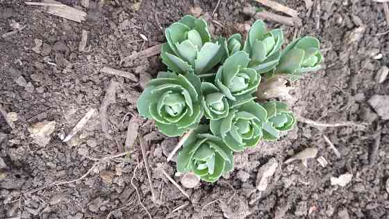 Седум Очиток видный многолетний Донецк