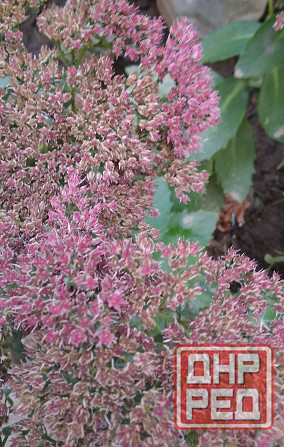 Седум Очиток видный многолетний Донецк - изображение 1