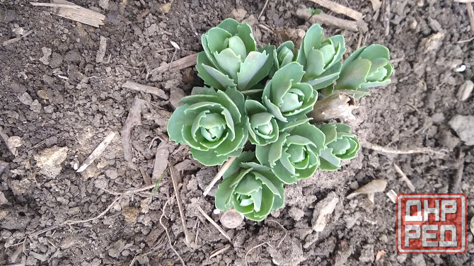 Седум Очиток видный многолетний Донецк - изображение 2
