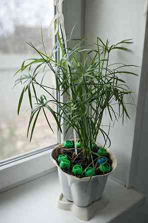 Циперус Донецк