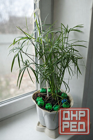 Циперус Донецк - изображение 1