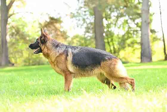 Немецкая овчарка в добрые руки Донецк