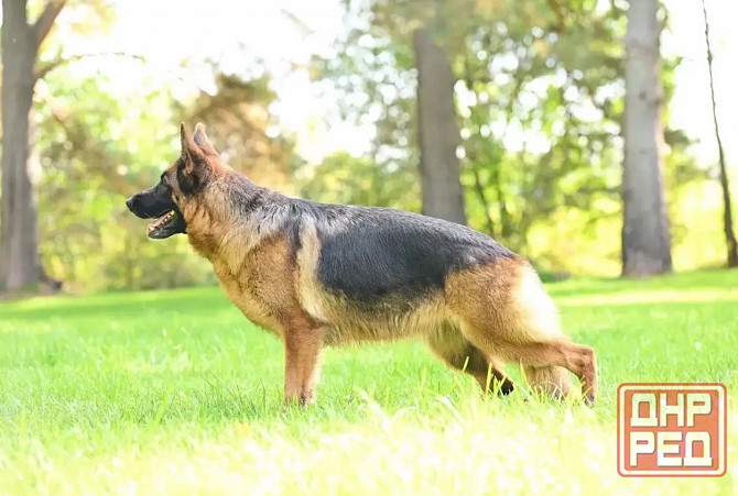 Немецкая овчарка в добрые руки Донецк - изображение 1