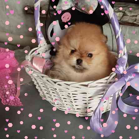 Щенки померанского шпица Донецк