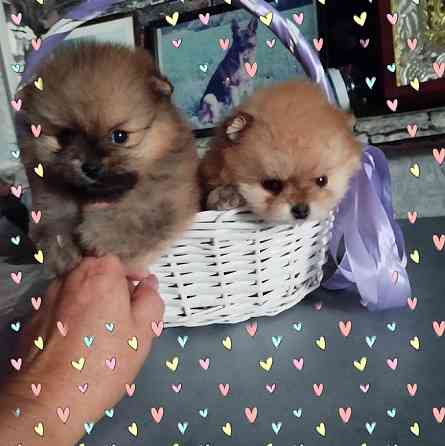 Щенки померанского шпица Донецк