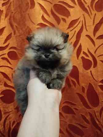 Щенки померанского шпица Донецк