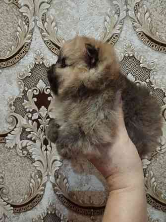 Щенки померанского шпица Донецк