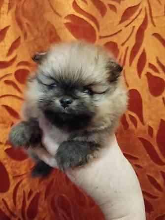 Щенки померанского шпица Донецк