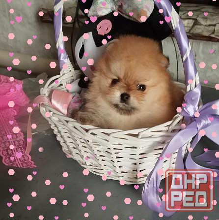 Щенки померанского шпица Донецк - изображение 1