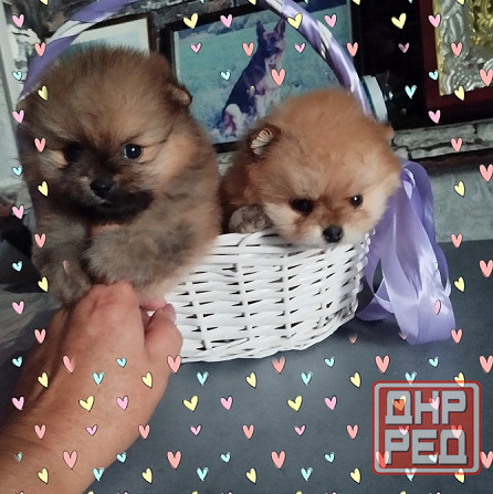 Щенки померанского шпица Донецк - изображение 2