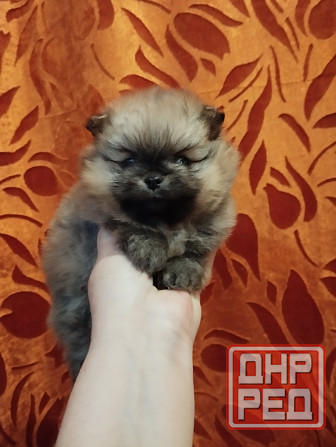 Щенки померанского шпица Донецк - изображение 4