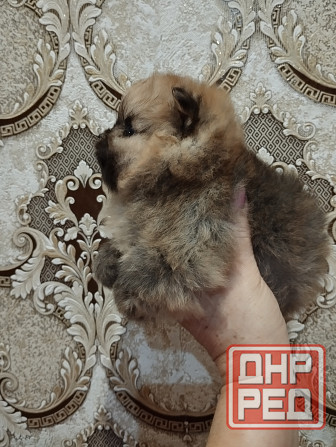 Щенки померанского шпица Донецк - изображение 5