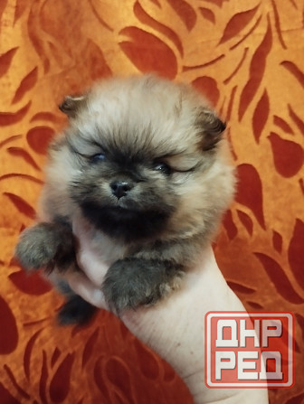 Щенки померанского шпица Донецк - изображение 3