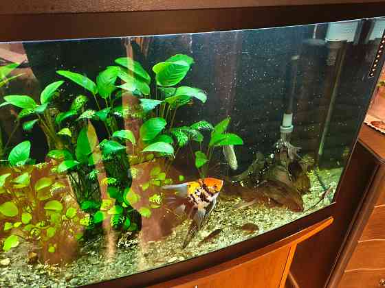 Аквариум на 250 литров вместе с тумбой Донецк