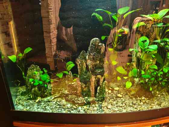 Аквариум на 250 литров вместе с тумбой Донецк