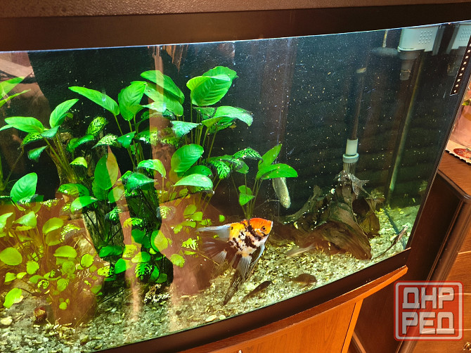 Аквариум на 250 литров вместе с тумбой Донецк - изображение 4