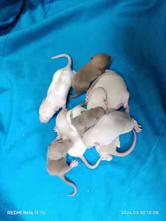 Дамбо ручные малыши крысята мальчики и девочки Донецк