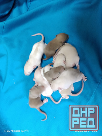 Дамбо ручные малыши крысята мальчики и девочки Донецк - изображение 1