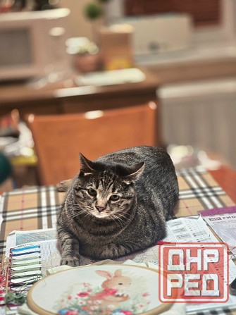 1 к.кв б. Шевченко- Челентано. Донецк - изображение 9