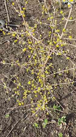 Саженцы зизифуса, кизила Донецк