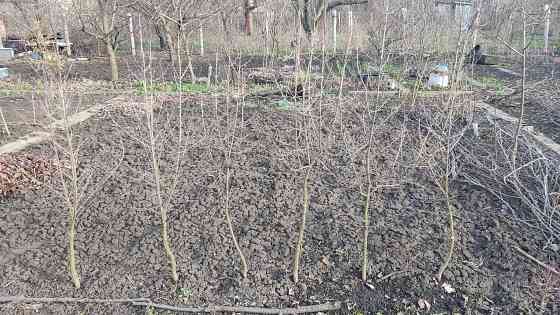 Саженцы зизифуса, кизила Донецк