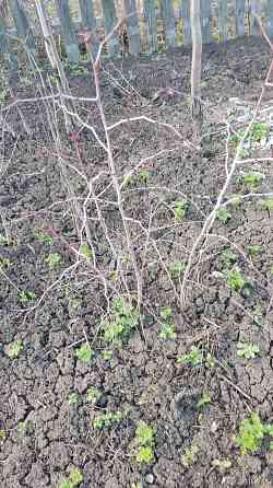 Саженцы зизифуса, кизила Донецк