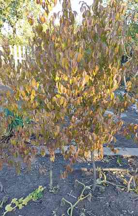 Саженцы зизифуса, кизила Донецк