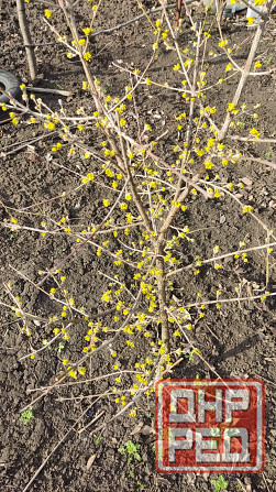 Саженцы зизифуса, кизила Донецк - изображение 3