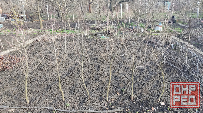 Саженцы зизифуса, кизила Донецк - изображение 1