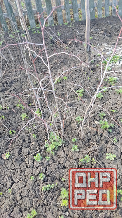 Саженцы зизифуса, кизила Донецк - изображение 2