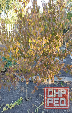 Саженцы зизифуса, кизила Донецк - изображение 4