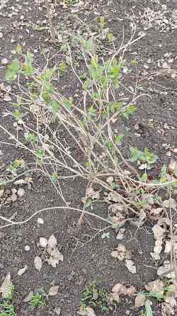 Жимолость каприфоль Донецк