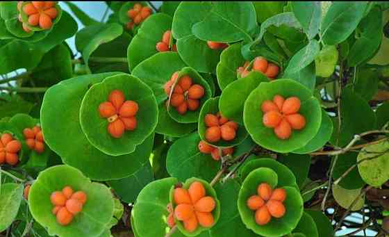 Жимолость каприфоль Донецк