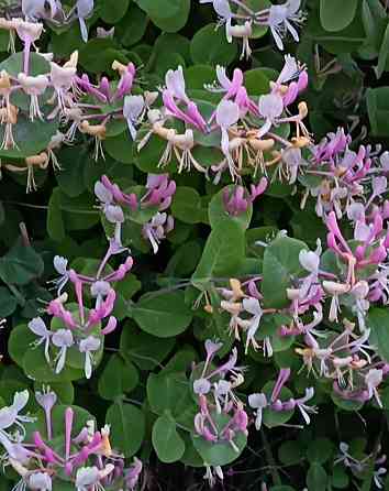 Жимолость каприфоль Донецк
