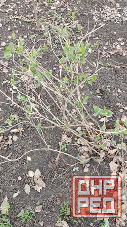 Жимолость каприфоль Донецк - изображение 3