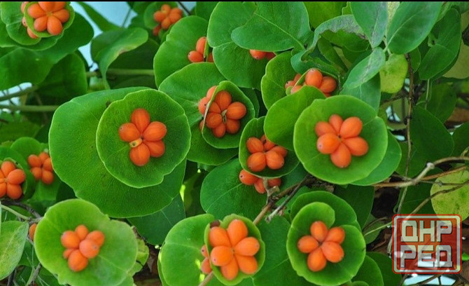 Жимолость каприфоль Донецк - изображение 2