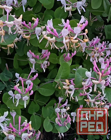 Жимолость каприфоль Донецк - изображение 1