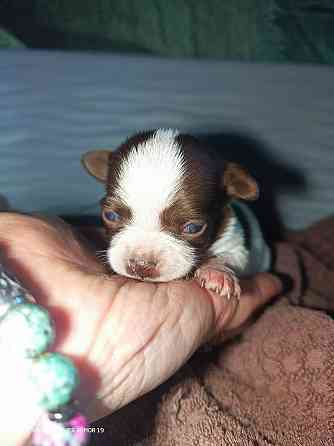 Щенки чихуахуа Енакиево