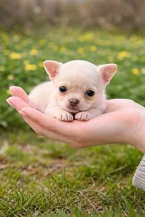 Чистопородные щенки чихуахуа Енакиево