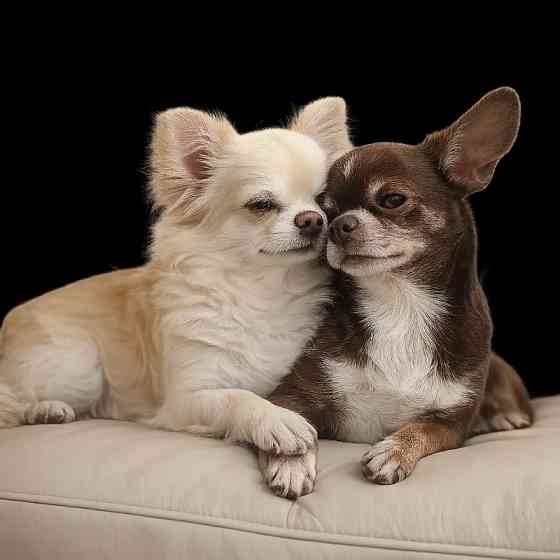 Щенки чихуахуа Енакиево