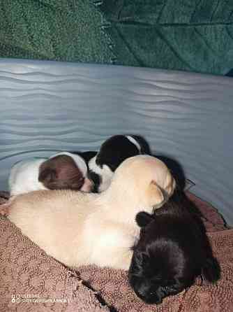 Щенки чихуахуа Енакиево