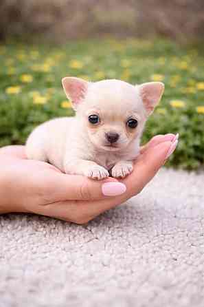 Чистопородные щенки чихуахуа Енакиево
