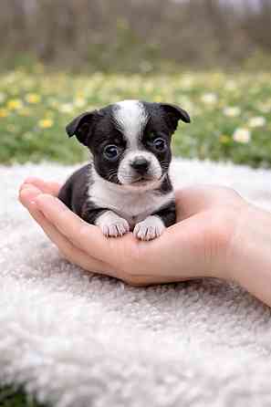 Чистопородные щенки чихуахуа Енакиево