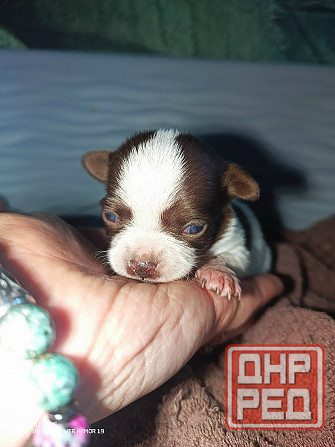 Щенки чихуахуа Енакиево - изображение 1