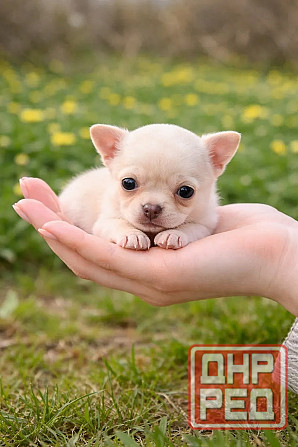 Чистопородные щенки чихуахуа Енакиево - изображение 1